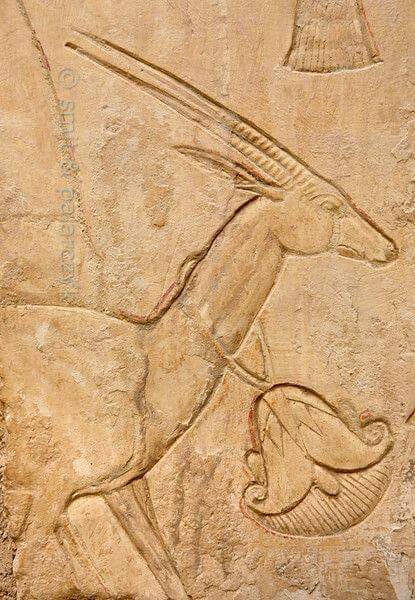 Gazelle in ankhhor s tomb at luxor