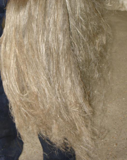 Lin teille de longues fibres extraitent des pailles