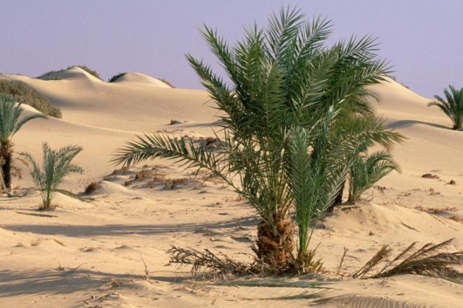 Oasis dakhla sahara