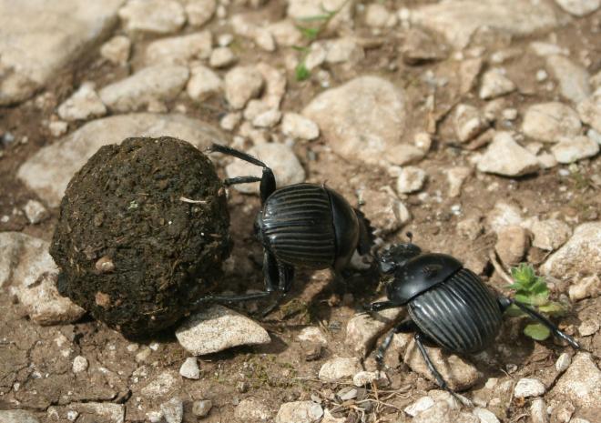 Scarabaeus laticollis 2 de Rafael Brix