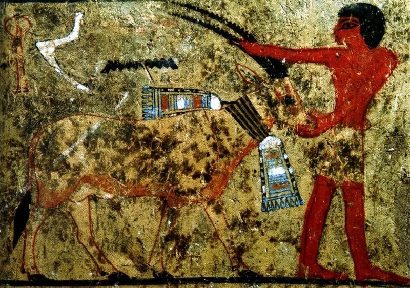 Scimitar Oryx (mAHD) offering Scene, Mastaba of Remni, Saqqara.