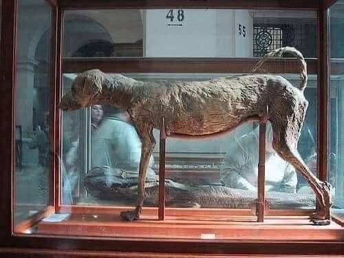 Le chien du pharaon Amenhotep III.
