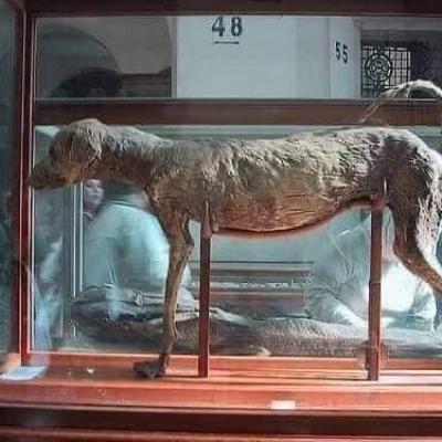 Le chien du pharaon Amenhotep III.