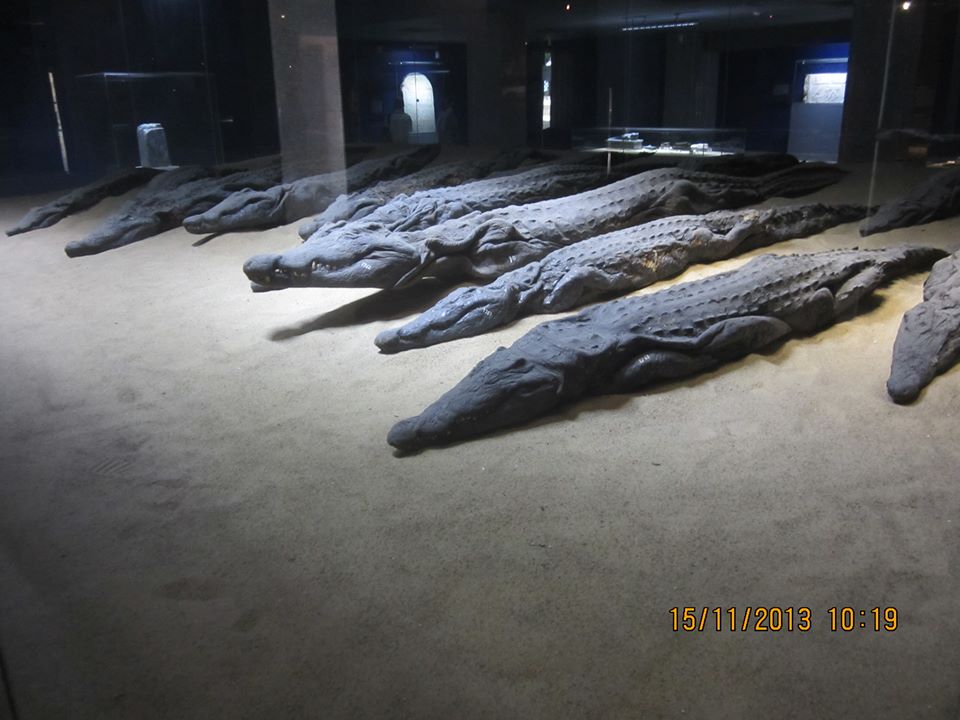 Le Musée de crocodile de Kom Ombo a été ouvert en Février 2012. 