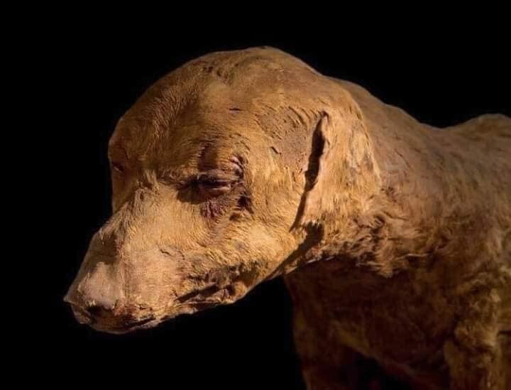 Le chien du pharaon Amenhotep III.