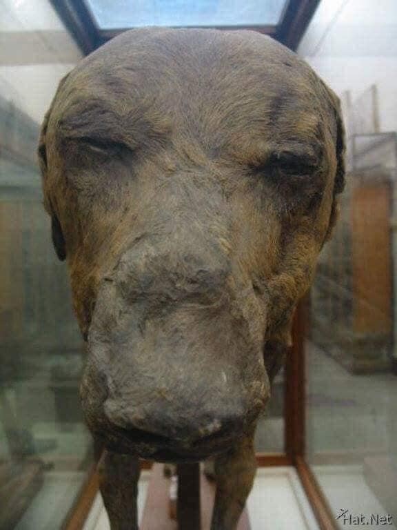 Le chien du pharaon Amenhotep III.