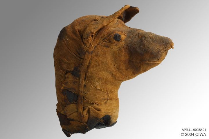 Tête de chien momie (2000 av. J.-C. - 30 av. J.-C. )