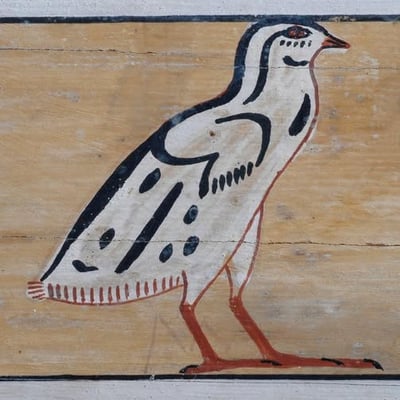 poussin de caille