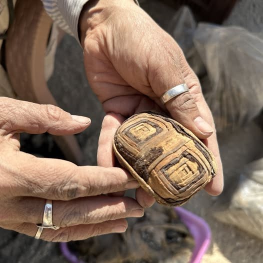 A cote des musaraignes cisco salima et ainara ont trouve des momies de serpents 