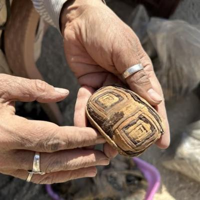 A cote des musaraignes cisco salima et ainara ont trouve des momies de serpents 