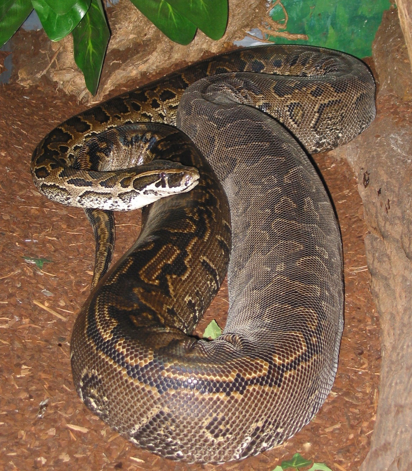 Adult female python sebae