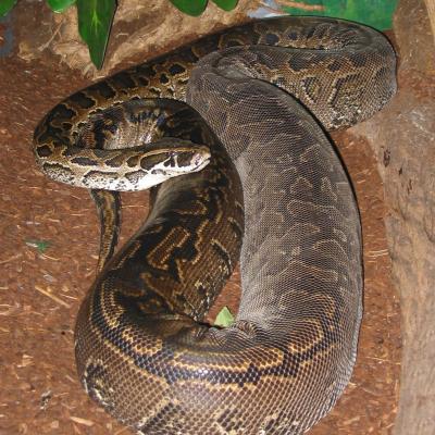 Adult female python sebae
