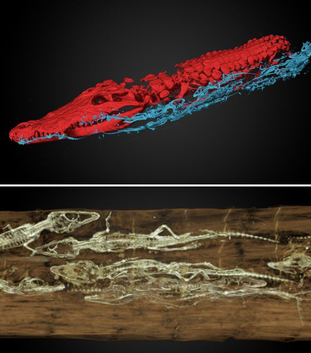 Des bébés crocodiles détectés avec des tomodensitométries