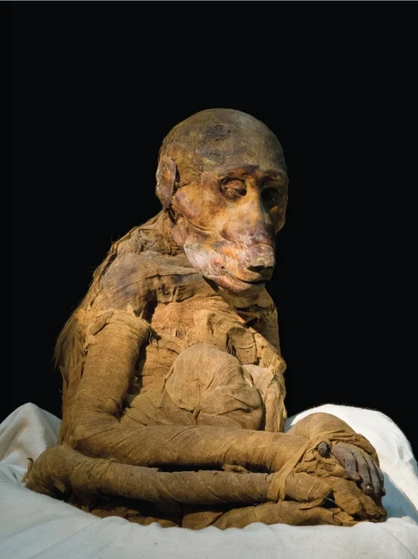 Baboon mummy found in tomb kv 51 in egypt s valley of the kings is thought to preserve a beloved royal pet credit richard barnes