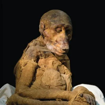 Baboon mummy found in tomb kv 51 in egypt s valley of the kings is thought to preserve a beloved royal pet credit richard barnes