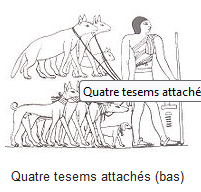 Quatre tesems attachés (bas).