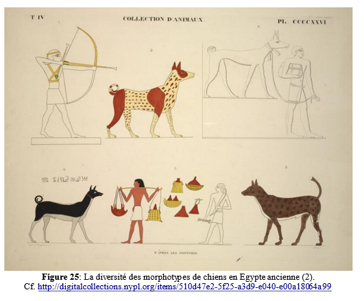 Diversite morphologiques