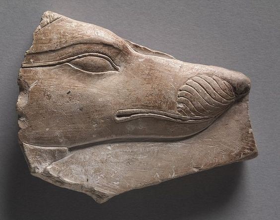 Tête de chien sauvage piece d'essai 305 B.C.E Cleveland museum of art
