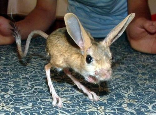 Four toes jerboa