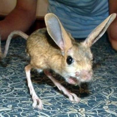 Four toes jerboa