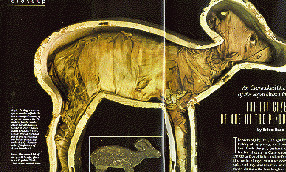 Gazelle découverte en 1881 (Deir el-Bahari)