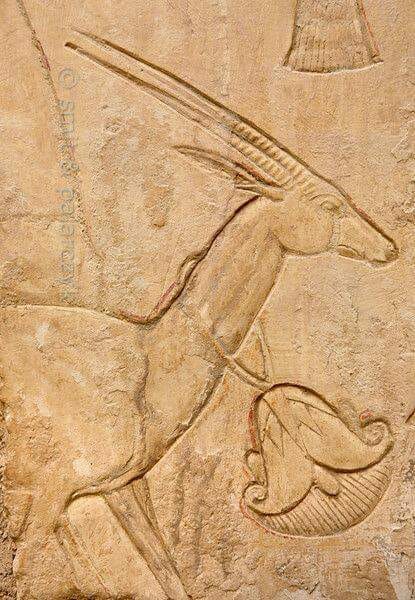 Gazelle in Ankhhor's tomb at Luxor