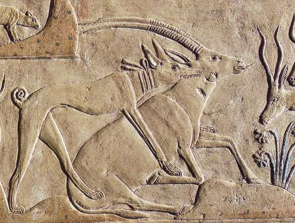  Hunting scene from the tomb of the vizier Ptah Hotep at Saqqara (5th Dynasty)