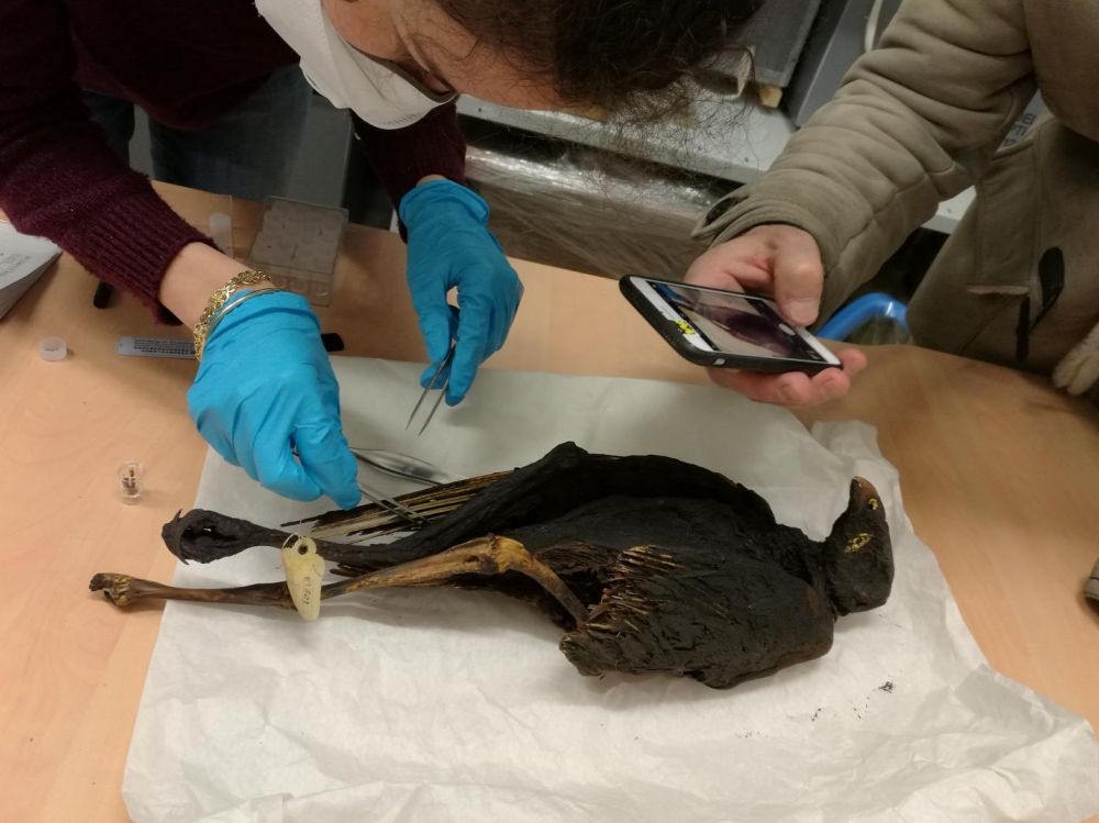 Marie linglin echantillonne un specimen de buse feroce momifiee au musee des confluences de lyon 