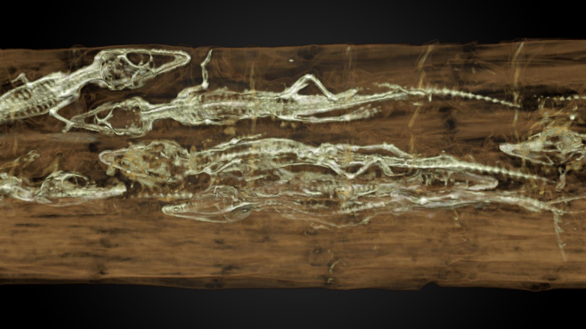 momias_Des bébés crocodiles détectés