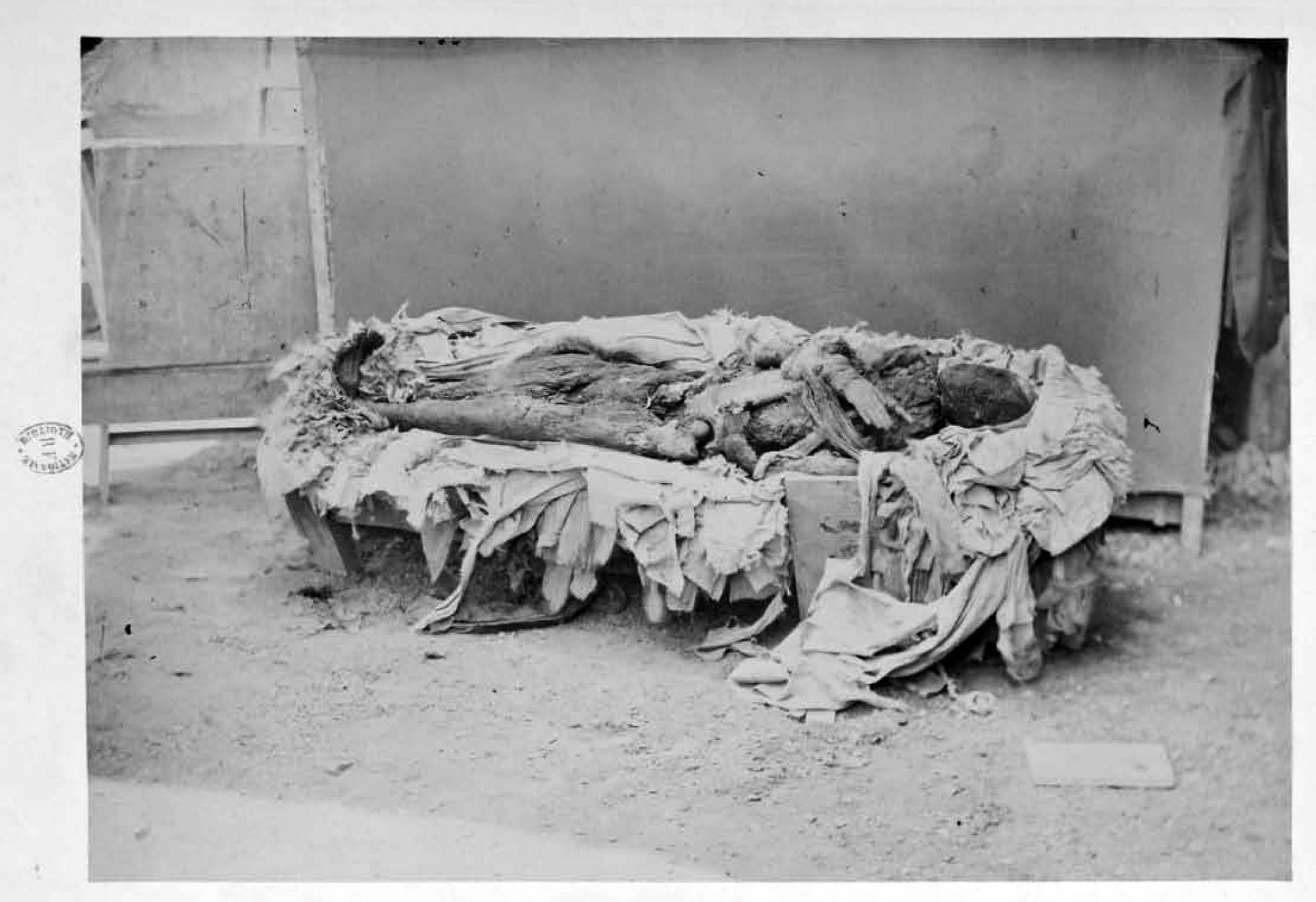 Mummy of thutmose III after unwrapping