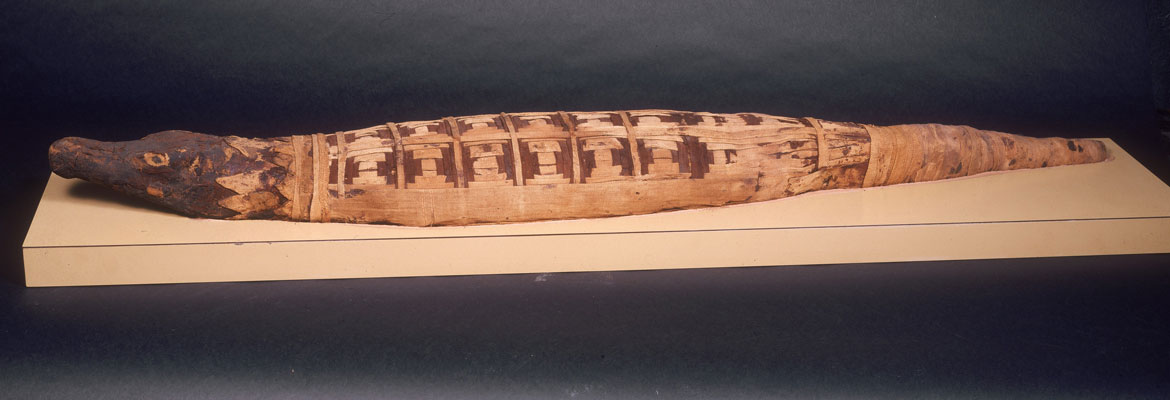 NTD-2500-year-old-mummified-crocodile-yields-surprises-2