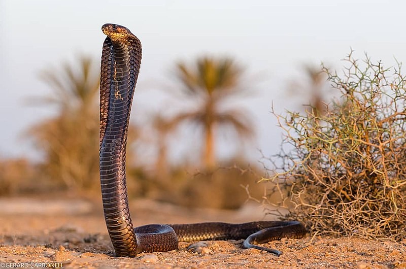 Ouraeus in the egy countryside