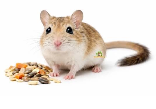 Souris geante egyptienne