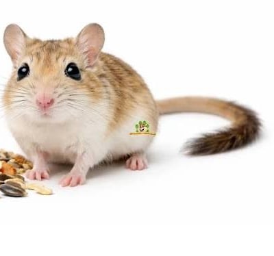 Souris geante egyptienne