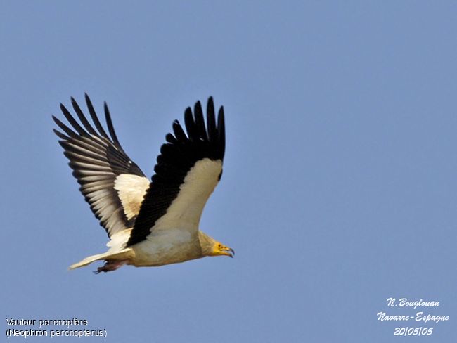 vautour percnoptere