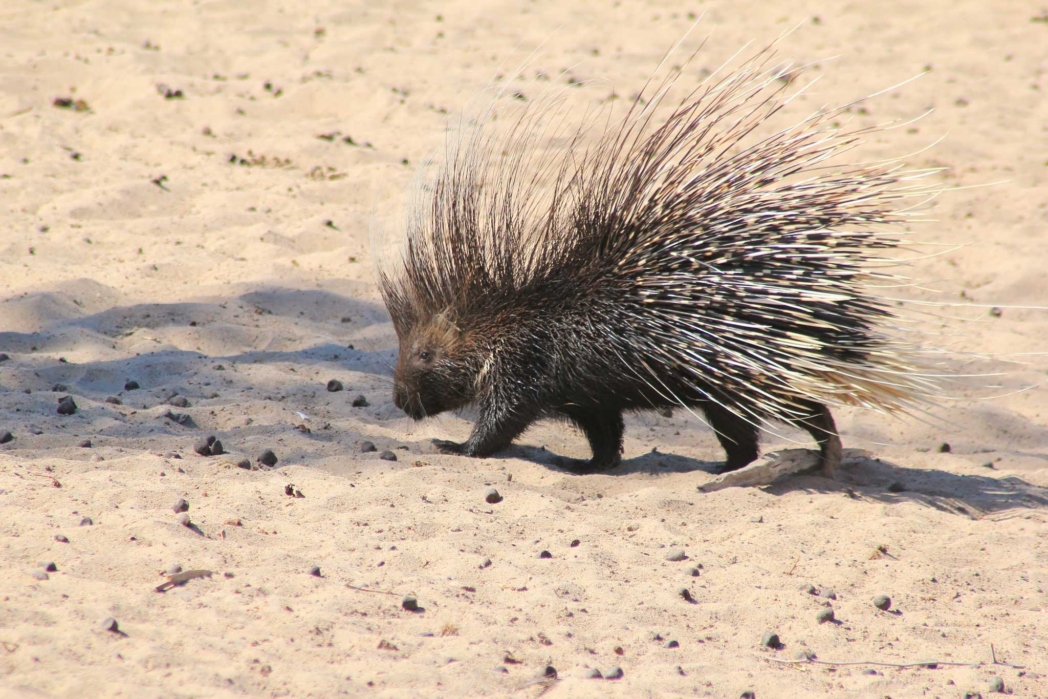 Vicky Metafora crested porcupine