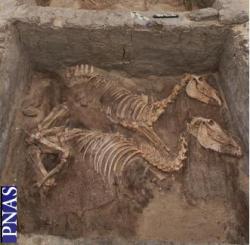 Voici l'âne sauvage apprivoisé à Abydos