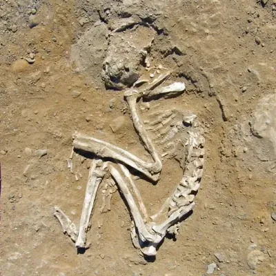 source : le premier zoo de l'histoire _ Top Discoveries of 2009 du magazine Archéologie