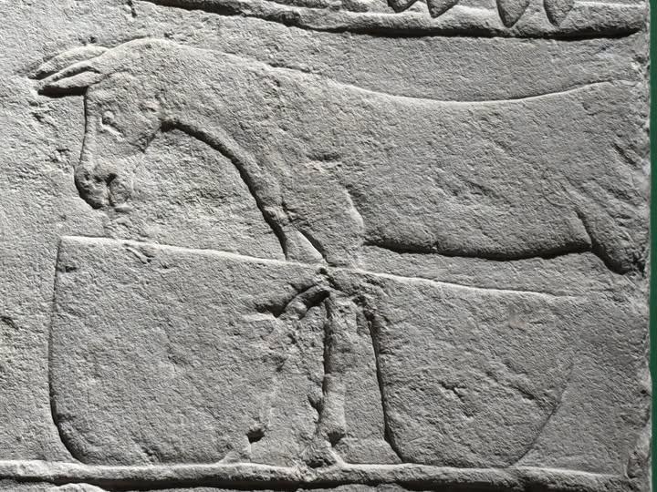 L'âne, mal aimé, chaos, Seth, liens commerciaux, domestiqué, sacrifié? Égypte Ancienne !