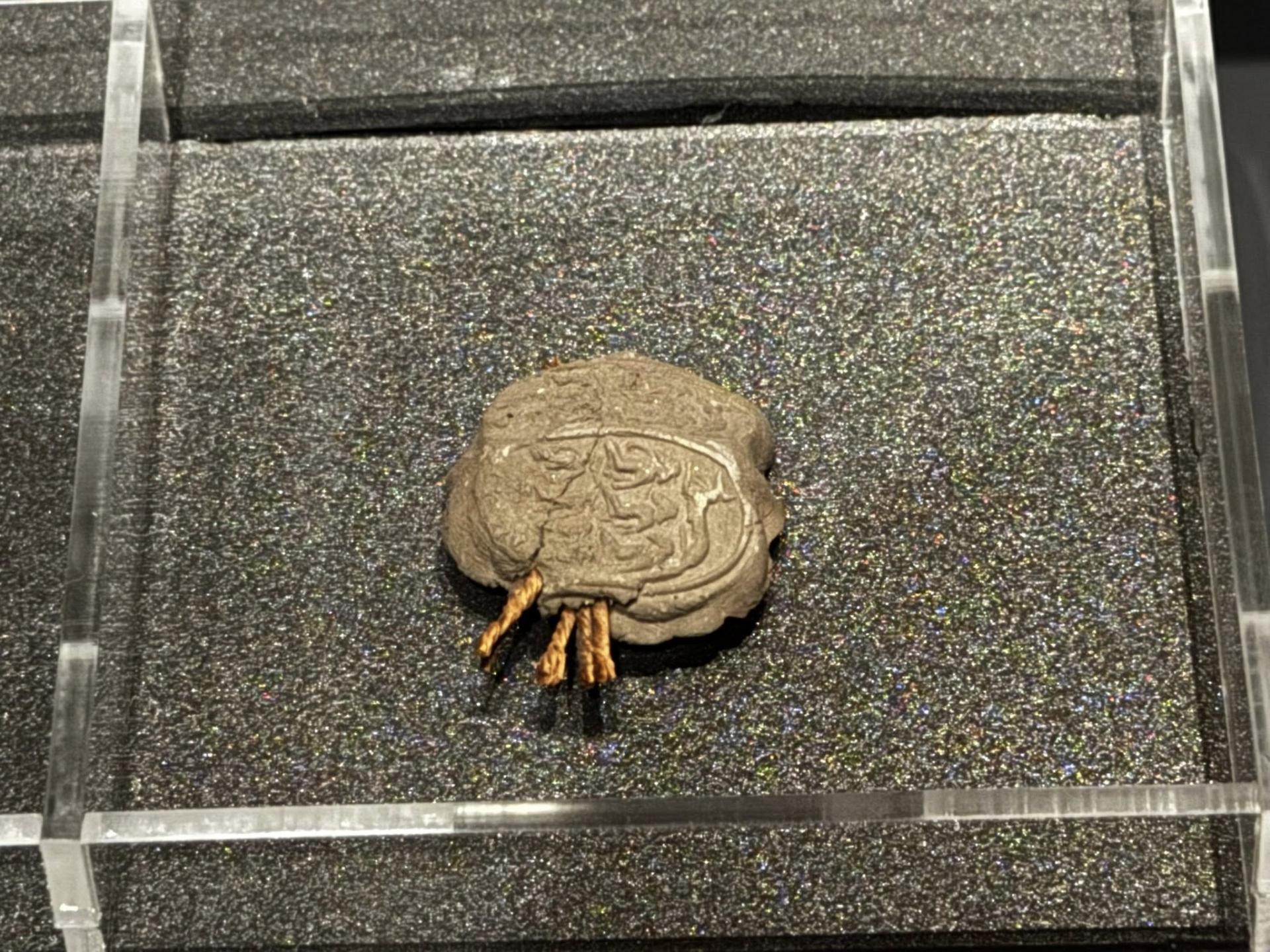 574467054 10162449180198821 2753389078477051093 n