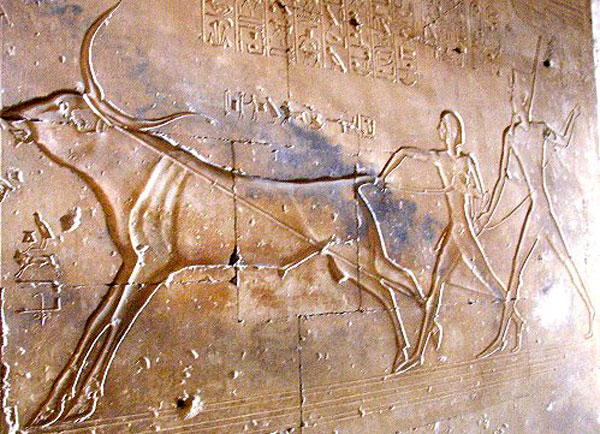 Abydos chasse taureau 1