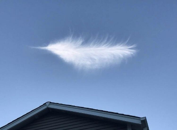 Cirrus fibratus vertebratus ...