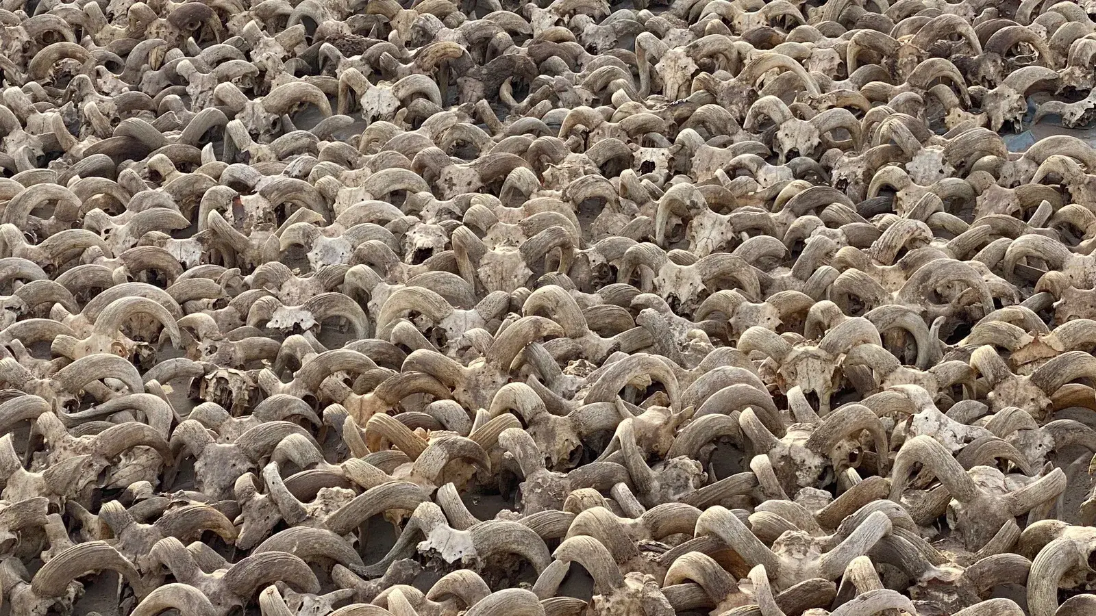 Cranes d animaux momifies retrouves dans le temple de ramses ii sur le site d abydos en haute egypte