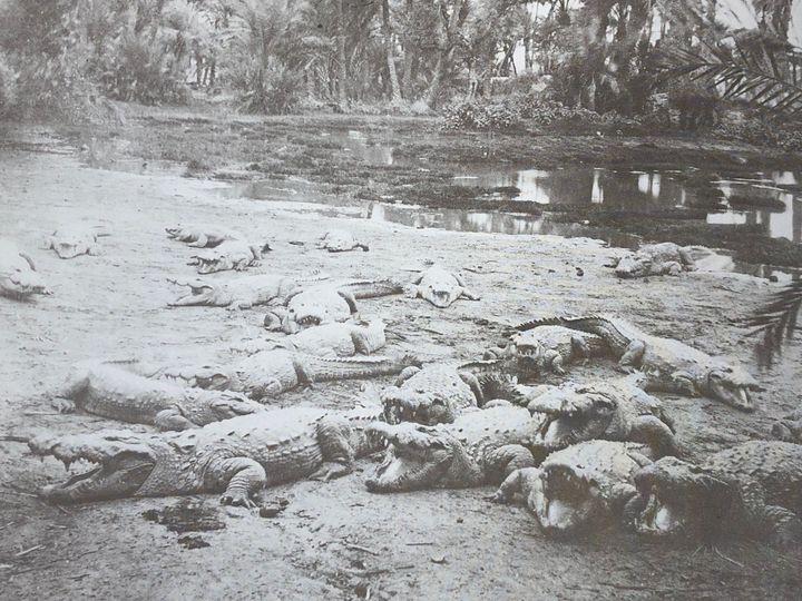 Crocodiles du nil aswan photo r v lanzone vers 1880
