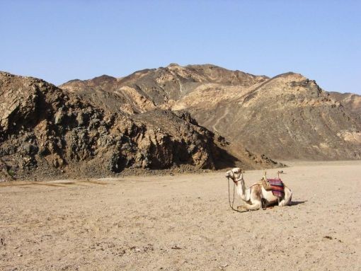 Desert oriental n 1