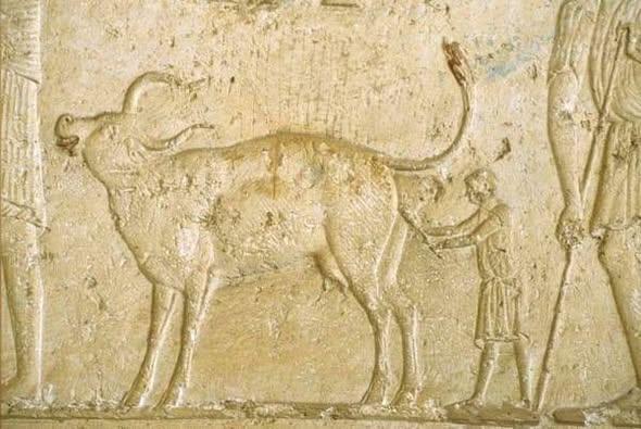 Detail of a wall of the tomb of petosiris high priest of thoth 30th dynasty
