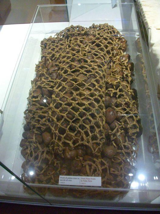 Fruits du palmier doum enfermes dans un filet musee egyptien de turin