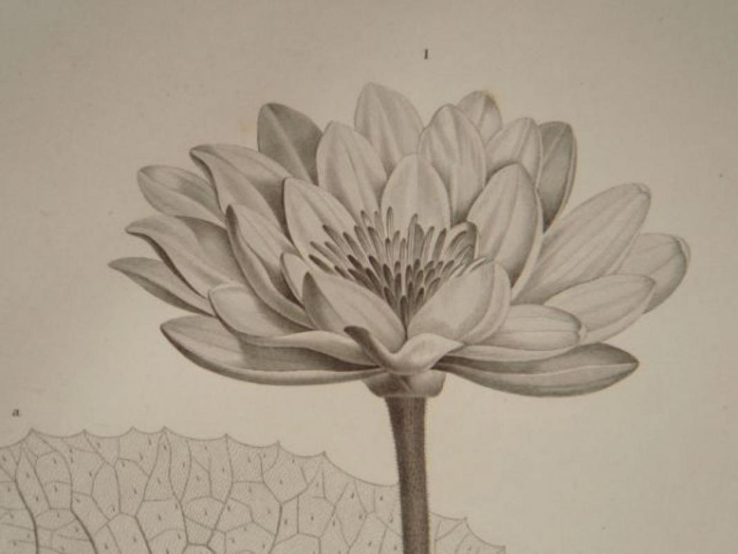 H 3000 plee description de legypte botanique nymphaea lotus nymphaea caerulea h n 1809 edition originale 5 26435