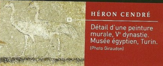 Heron cendre