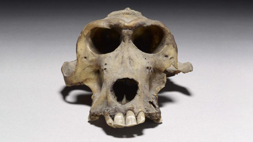 Https specials images forbesimg com imageserve 5fe07b3f628fc3bd8491e16b a 3300 year old baboon skull thought to have come from punt 960x0 jpg fit scale